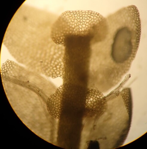 Metacalypogeia alternifolia