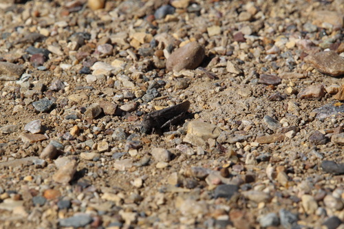 Red-winged Grasshopper
