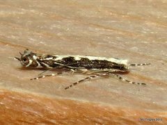 Parectopa albicostella