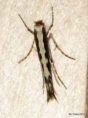 Parectopa albicostella