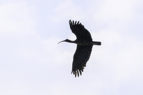 Red-naped Ibis