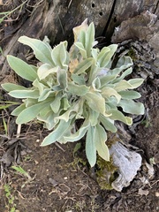 Stachys byzantina