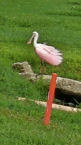 Roseate Spoonbill