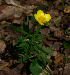Ranunculus auricomus