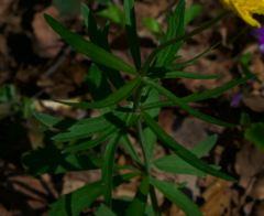 Ranunculus auricomus