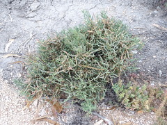 Tecticornia pergranulata