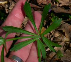 Ranunculus auricomus