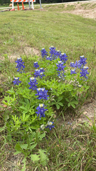 Lupinus texensis