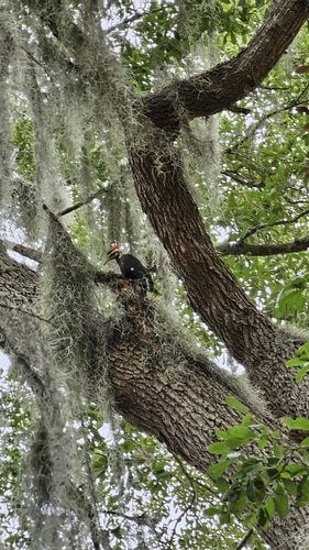 Pileated Woodpecker