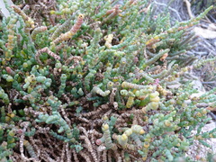 Tecticornia pergranulata