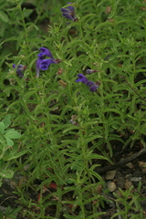 Scutellaria regeliana