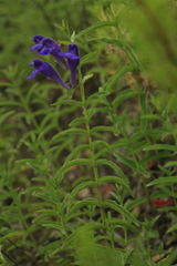 Scutellaria regeliana
