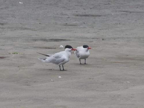 iNaturalist image