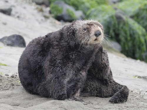 Sea Otter, photo 6 of 10