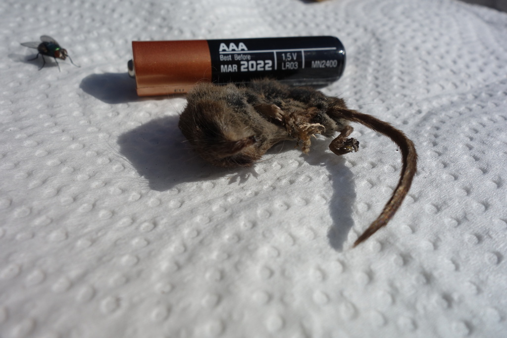 Common Shrew from Norfolk, UK on April 17, 2020 at 03:02 PM by Glenn ...