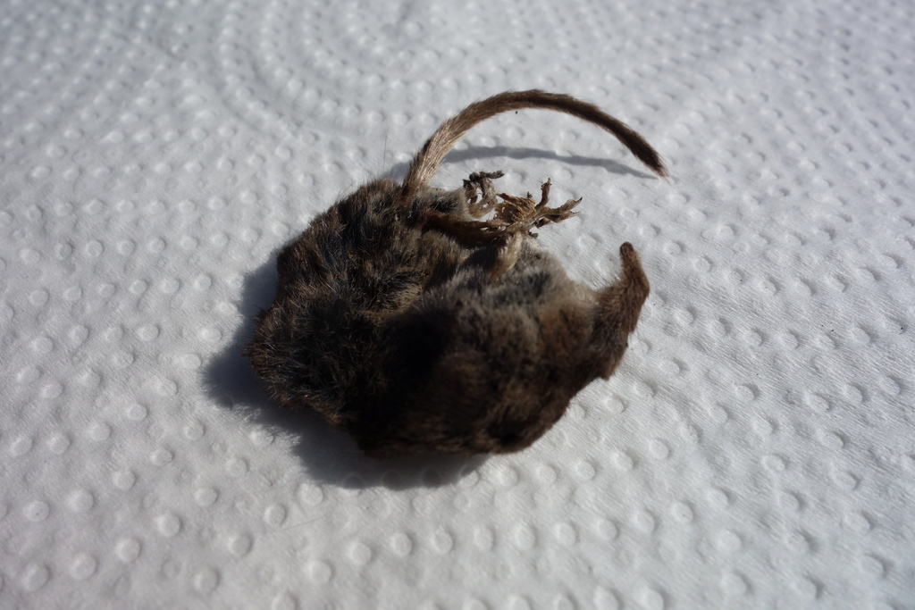 Common Shrew from Norfolk, UK on April 17, 2020 at 03:02 PM by Glenn ...