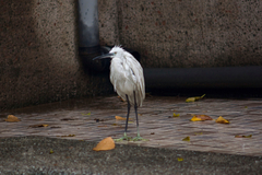 Egretta garzetta