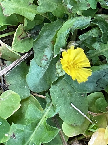 Oriental false hawksbeard