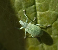 Phyllobius pomaceus