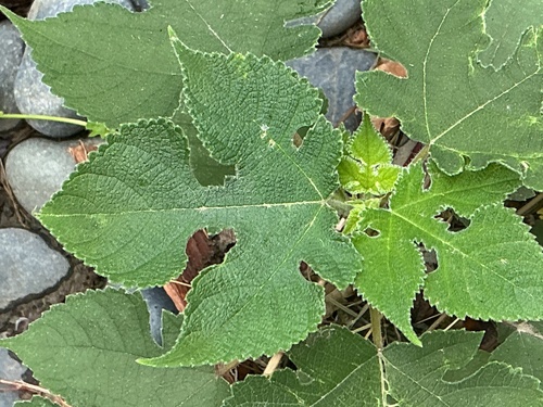Paper mulberry