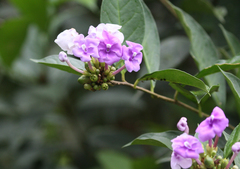 Brunfelsia grandiflora