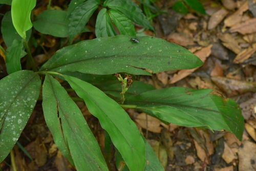 Alpinia japonica observed 2026-06-03