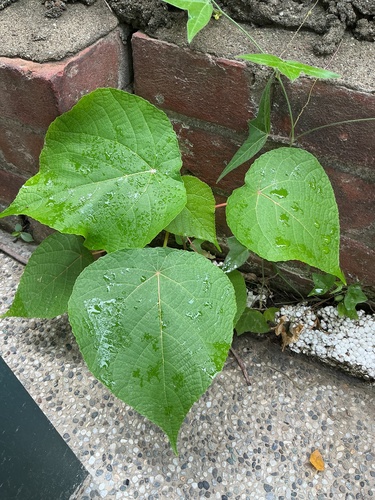 Elephant's Ear