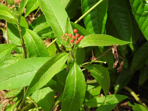 Asclepias curassavica image