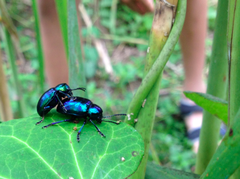 Chrysochus chinensis
