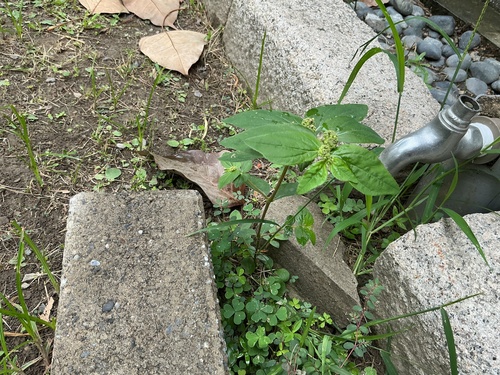 Asthma Plant