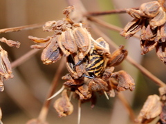 Graphosoma rubrolineatum