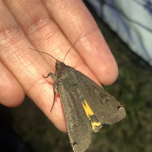 Large Yellow Underwing