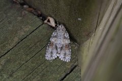Acronicta ovata
