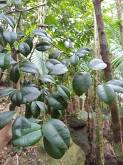 Garcinia portoricensis