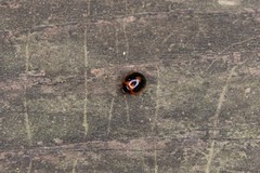 Exochomus marginipennis