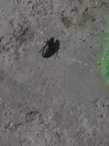 Escarabajo cazaorugas