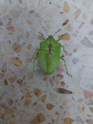 Southern Green Stink Bug