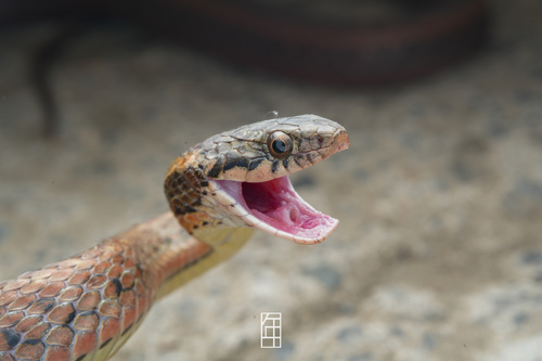 Wa Shan Keelback
