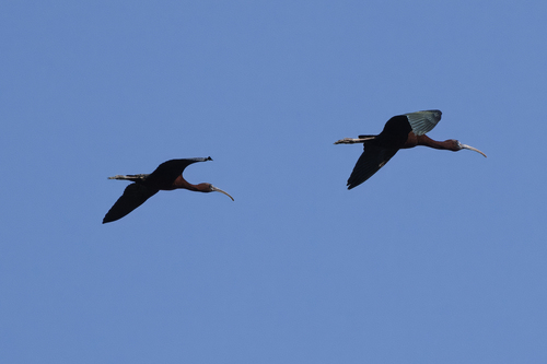 iNaturalist image
