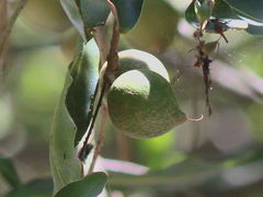Macadamia tetraphylla
