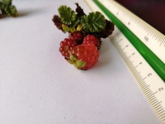 Rubus geoides