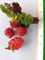 Rubus geoides