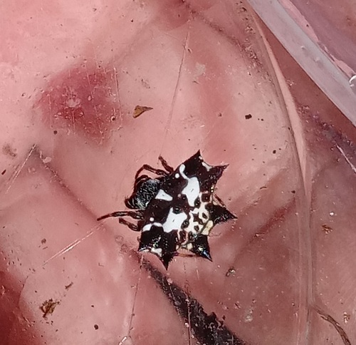 Black-and-white Spiny Spider