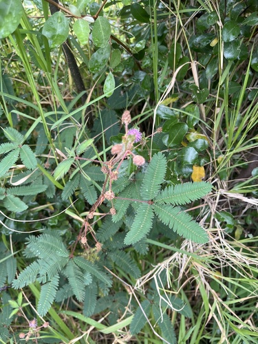Sensitive Plant