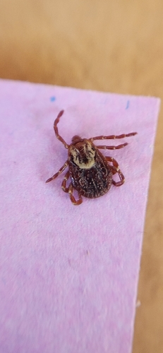 アメリカキチマダニ