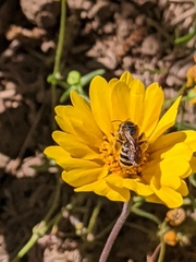 Halictus farinosus