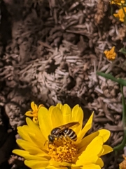 Halictus farinosus