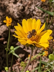Halictus farinosus