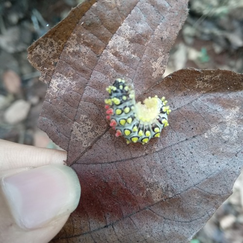 Drury's Jewel