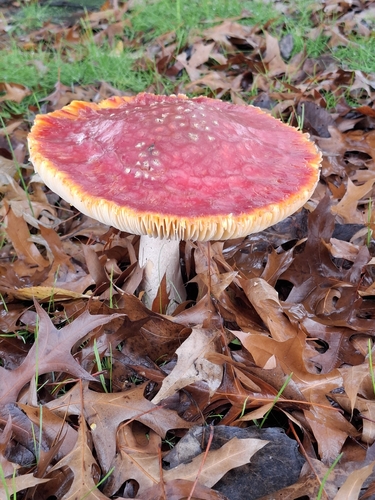 Fly Agaric